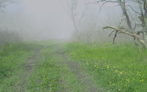 Fog sample frame 8